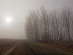 Trees in the fog, East Claydon, Bucks Wallpaper