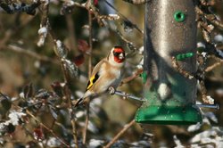 Goldfinch. Wallpaper