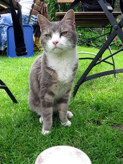 Corfe Castle Cat