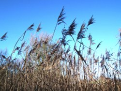 Grasses at Springwell Lake Wallpaper