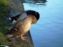 Sychronised pair at the Canal! Wallpaper