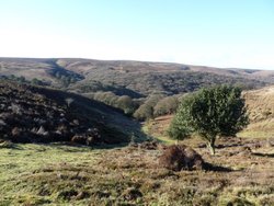 Quantock Hills Wallpaper