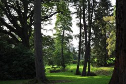 Trees at Wakehurst Wallpaper