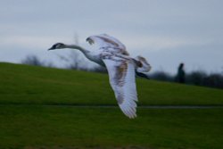 Mute Swan Juvenile. Wallpaper