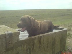 My Chocolate labrador summer 2010 cooling down Wallpaper