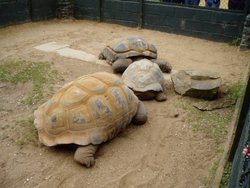 Twycross Zoo Wallpaper