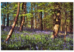 Bluebell Woods, Capernwray, Lancs