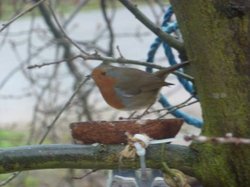 Robin in my tree. Wallpaper