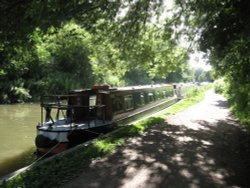 Mallard under the trees Wallpaper