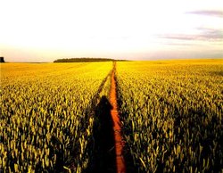 Field of corn