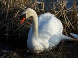 Mill Pond Swan Wallpaper