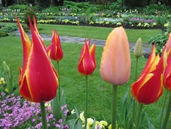 Mixed Coloured Tulips Wallpaper