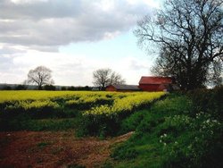 Rape seed field and red barn Wallpaper