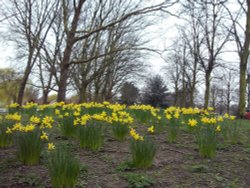 Daffodils near the river Wallpaper