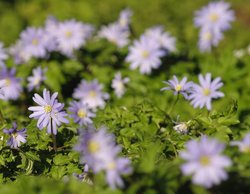 Blue flowers in St Mary's Churchyard, Thenford, Northants Wallpaper