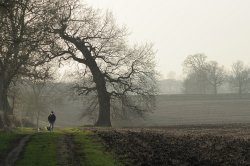 Walking the dogs, Middle Claydon, Bucks