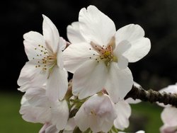 Cherry blossom, the Churchyard, Kirtlington, Oxfordshire