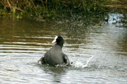 Bathtime for a Coot. Wallpaper