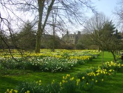 Peterhouse College Gardens Wallpaper