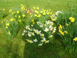 Peterhouse College Gardens Wallpaper