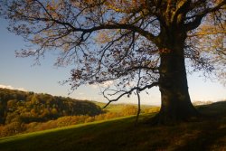 Lonely tree