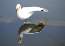 Reflection of a Swan at Spike Island, near Widnes Wallpaper