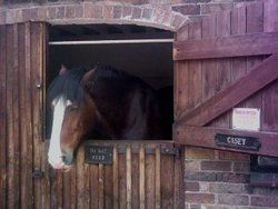 Blists Hill Victorian Town - Casey the Carriage Horse - August 2010 Wallpaper