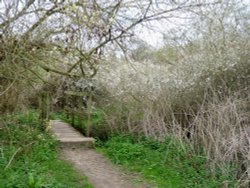 The Bridge in the Woods Wallpaper