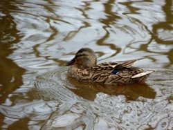 I Must Be Quackers-- I Hate Water !!! Wallpaper