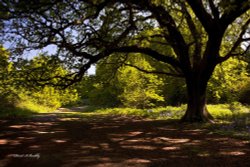 Beverley Westwood Wallpaper