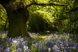 Beverley Westwood Wallpaper