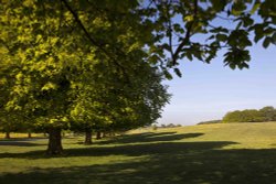 Beverley Westwood Wallpaper