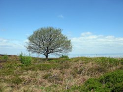 Dunster woods. Gallox Hill Wallpaper