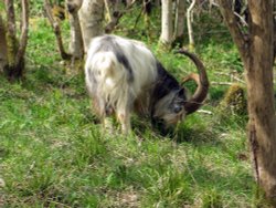 Cheddar Gorge - Goat Wallpaper