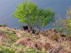 The South West Coast past near Lynton Wallpaper