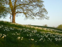 Windmill hill Daffodils 2011 Wallpaper