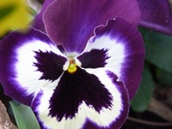 Giant Pansy Wallpaper