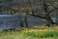 Wordsworths Daffodils on Ullswater. Wallpaper