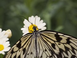 Drinking the Daisies Wallpaper