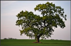 A young Oak. Wallpaper