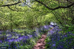 Piddles Wood, Sturminster Newton Wallpaper