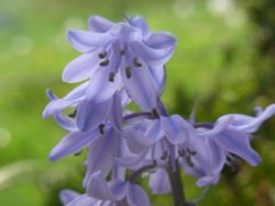 Bluebells Wallpaper