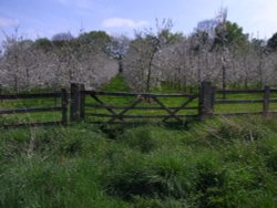 Cider Apple Orchard Wallpaper