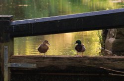 Quackers in Love