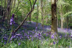 Bluebells Wallpaper