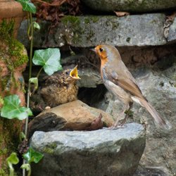 Feeding a chick