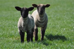 Inquisitive Spring Lambs Wallpaper