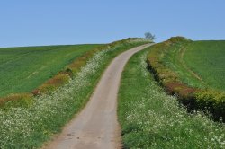 Country Lane Wallpaper