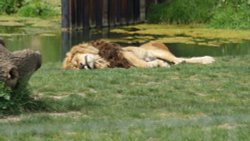 A picture of the Yorkshire Wildlife Park Wallpaper