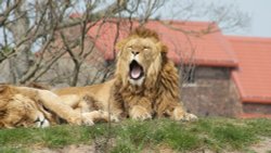 A picture of the Yorkshire Wildlife Park Wallpaper